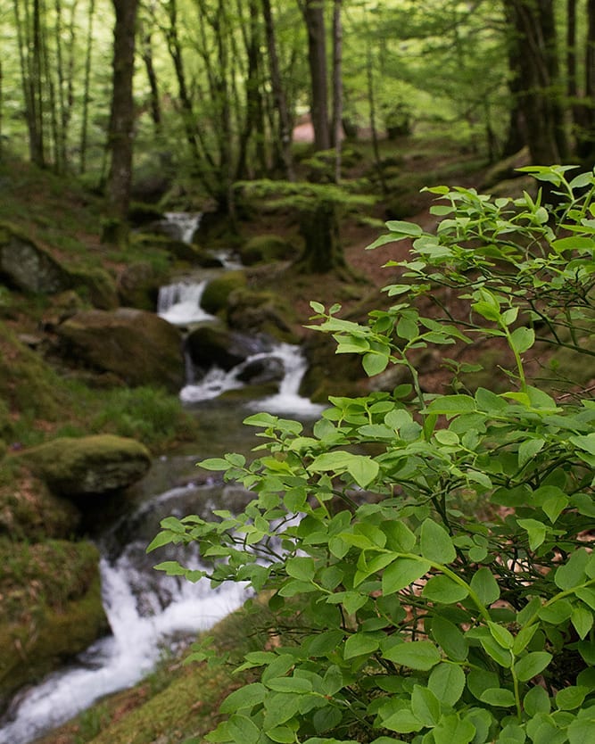 Sous-bois verdoyant en Occitanie avec ruisseau paisible, création nature Patrice Camparmo,