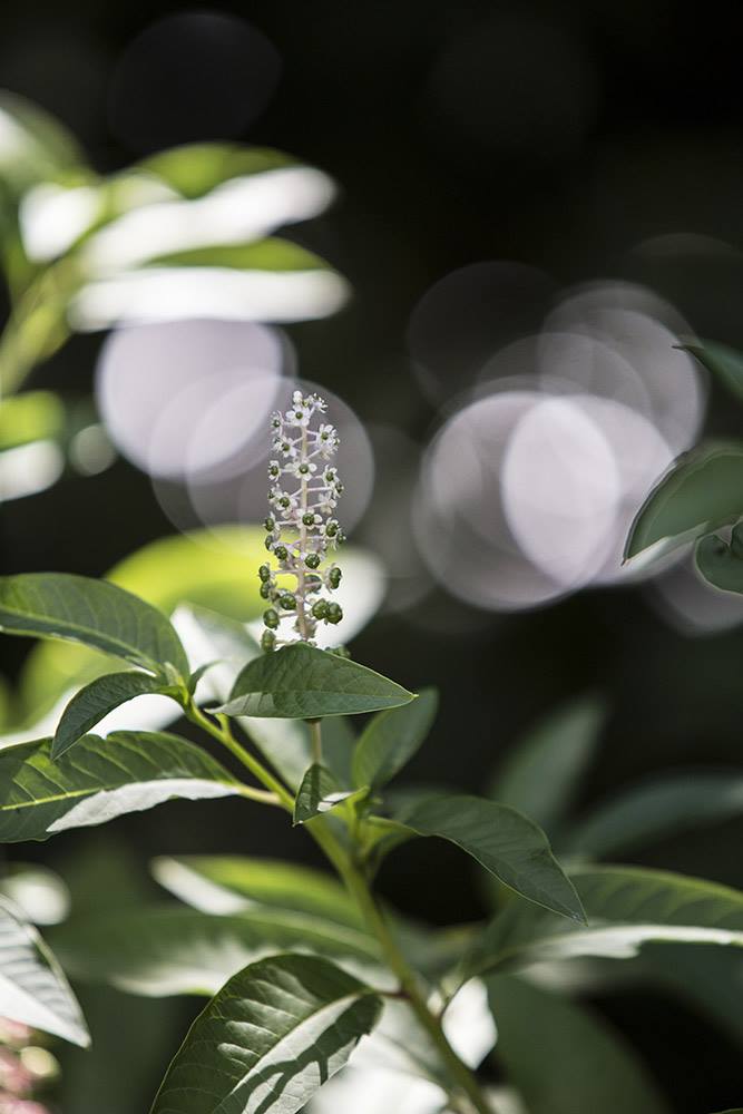 Plante verte à fleurs blanches capturée par Patrice Camparmo en Occitanie sur fond bokeh lumineux et doux,